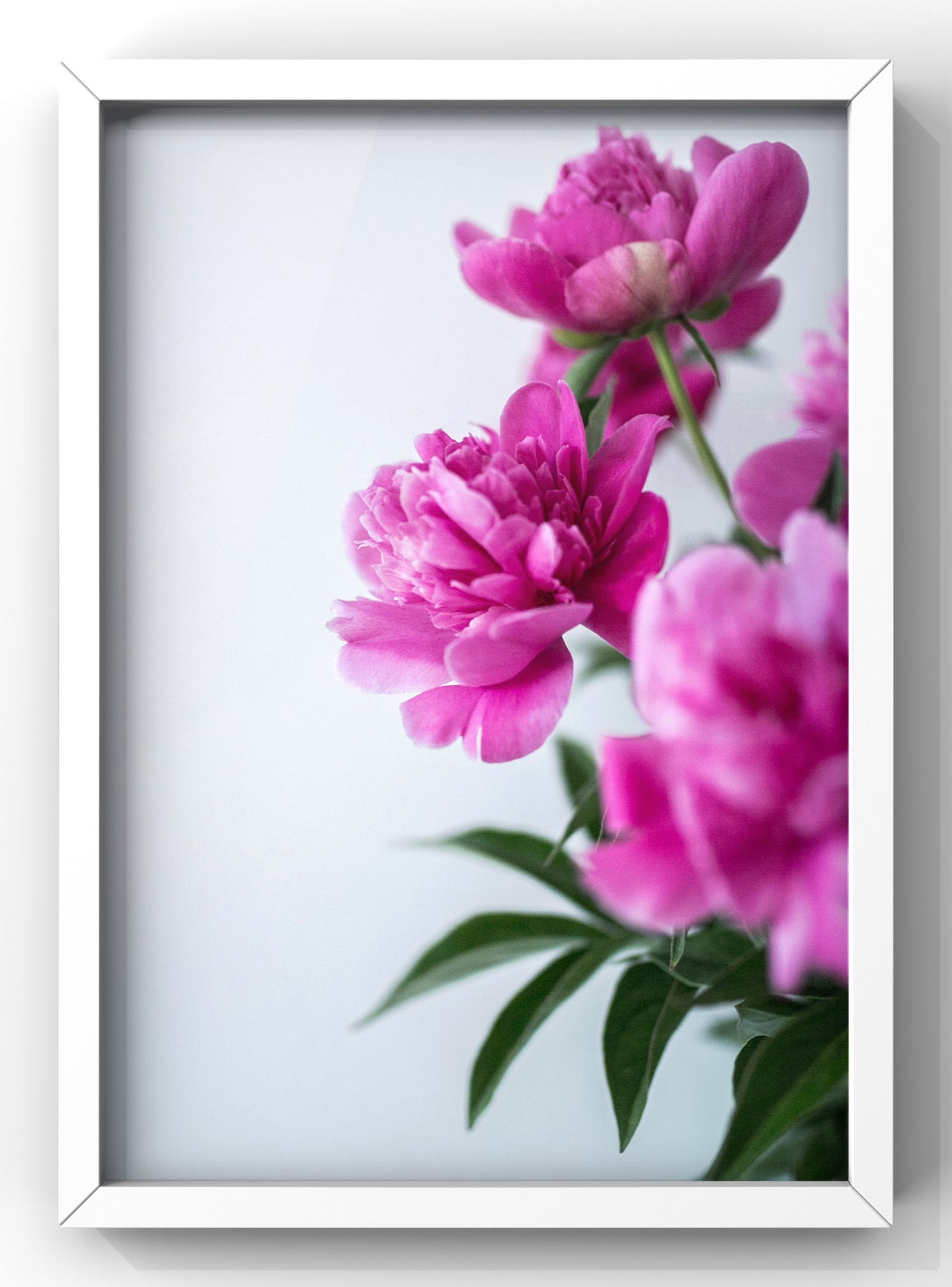Floral Pink Wall Art Print