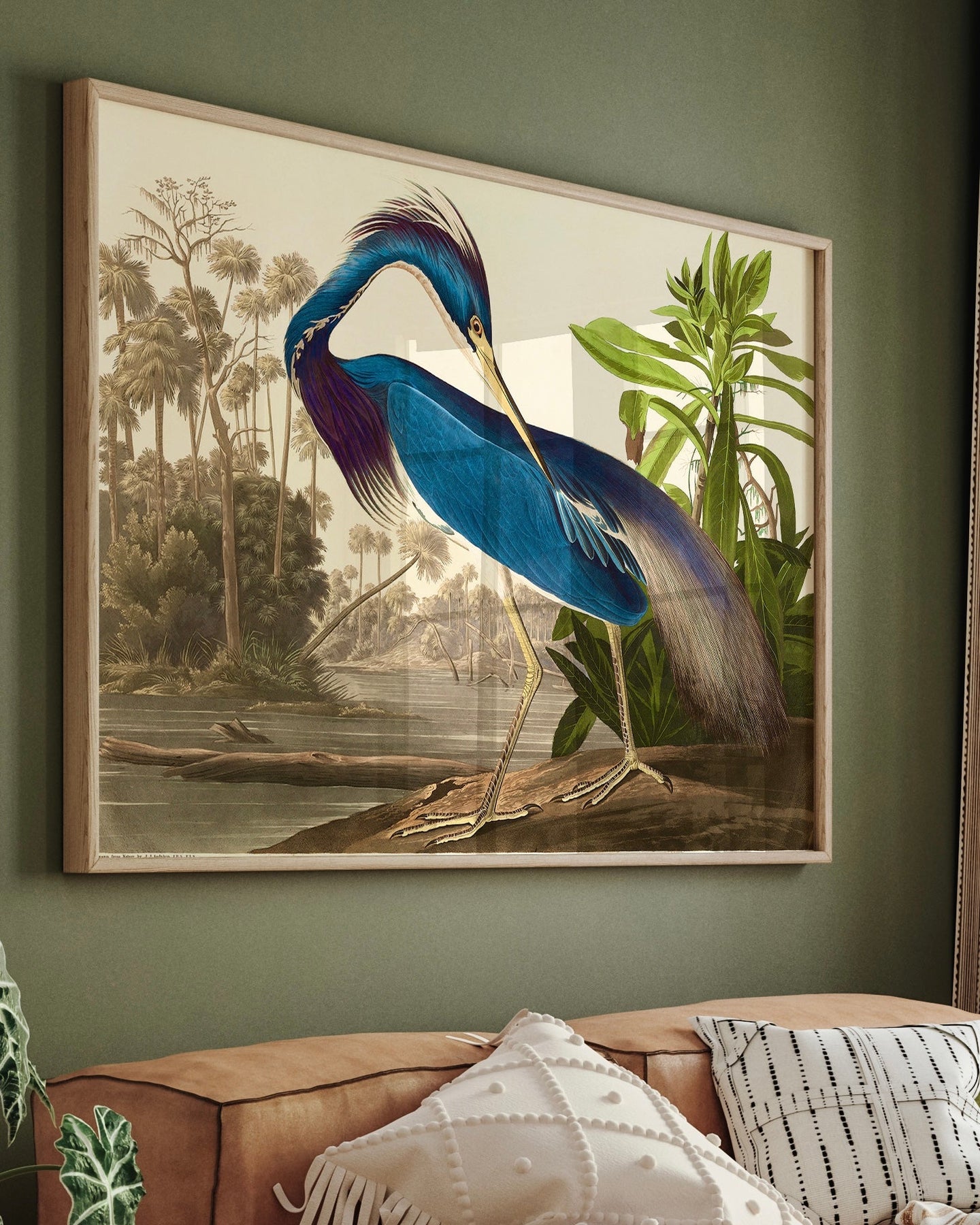 Louisiana Heron from Birds of America (1827) Print