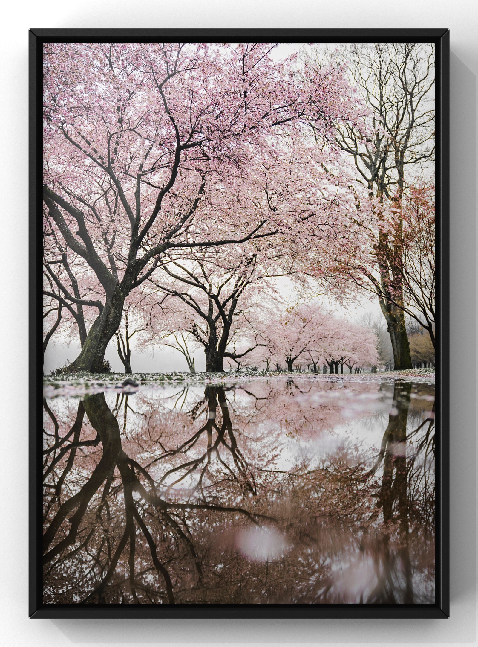 Pink Blossom Trees | Photograph Travel Print