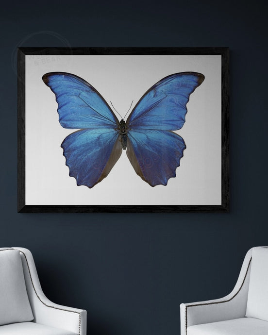 The Blue Butterfly Print